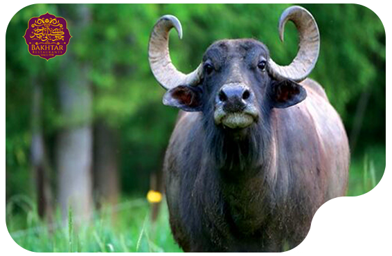 تصویر دوم پست کره حیوانی تبریز و کره گاومیش کردستان در چلوکبابی باختر